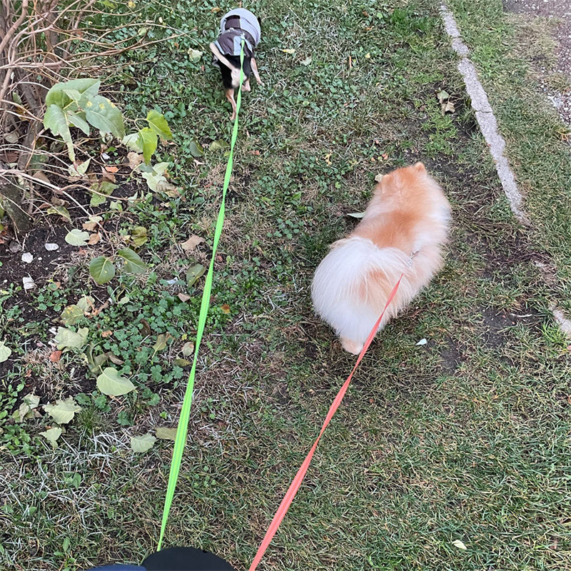 Laisse rétractable pour chien